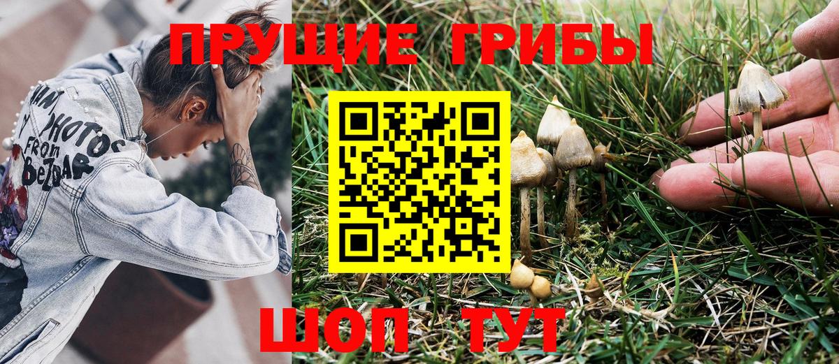 дарнет шоп  Новоуральск  Псилоцибиновые грибы ЛСД  Псилоцибиновые грибы Psilocybine cubensis 